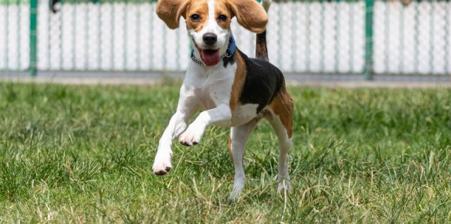 beagle saute dans l'herbe