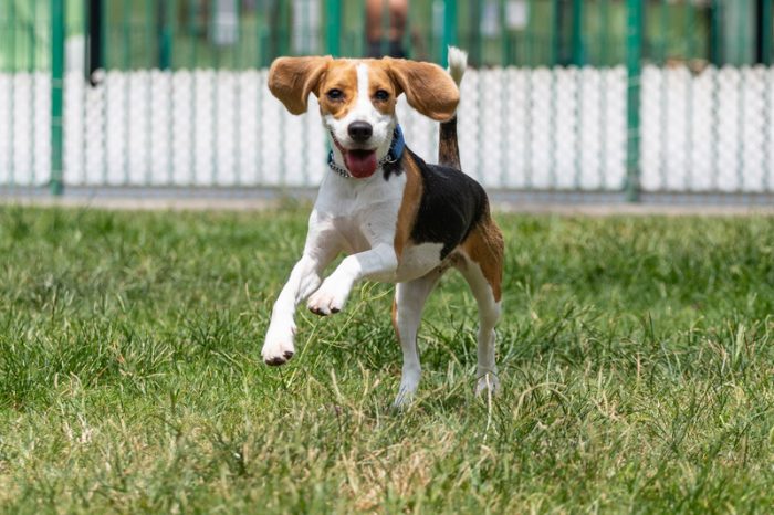 beagle saute dans l'herbe